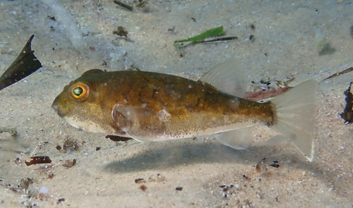 Halstead's toadfish (Reicheltia halsteadi) — Tetraodontidae
