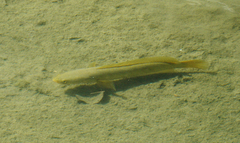 Channa striata