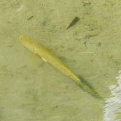 Channa striata
