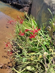 Hesperantha coccinea