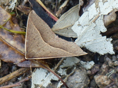 Epidesmia chilonaria