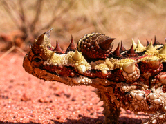 Moloch horridus