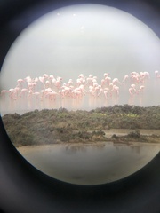 Phoenicopterus roseus