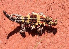 Moloch horridus