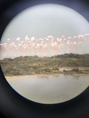 Phoenicopterus roseus