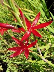 Hesperantha coccinea