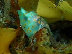 Lamprohaminoea ovalis