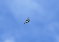 Graphium macfarlanei