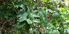 Cissus hypoglauca