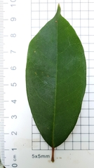 Cissus hypoglauca