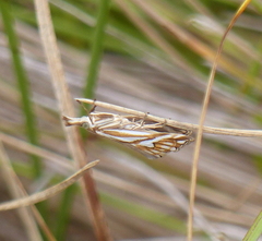 Hednota pleniferellus