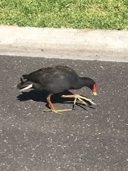 Gallinula tenebrosa tenebrosa