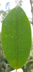 Cissus hypoglauca