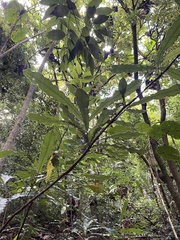 Macadamia tetraphylla