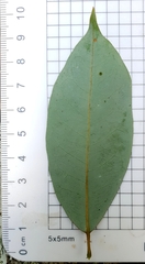 Cissus hypoglauca