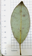 Cissus hypoglauca