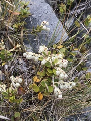 Gaultheria crassa