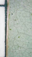 Cissus hypoglauca
