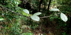 Cissus hypoglauca