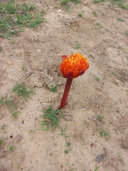 Haemanthus sanguineus