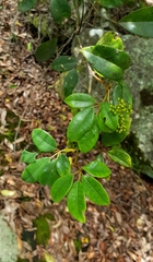 Cissus hypoglauca