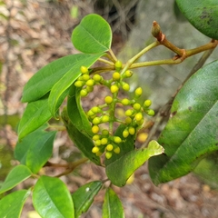 Cissus hypoglauca