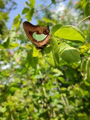 Polyura hebe