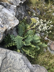 Anisotome pilifera