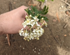 Osteomeles anthyllidifolia