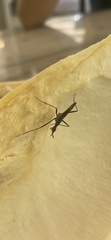 Telostylinus lineolatus