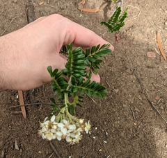 Osteomeles anthyllidifolia