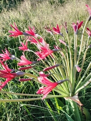 Brunsvigia undulata