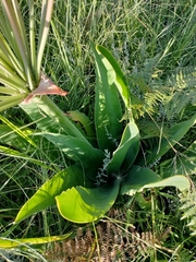 Brunsvigia undulata