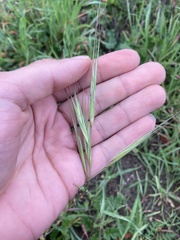 Bromus carinatus