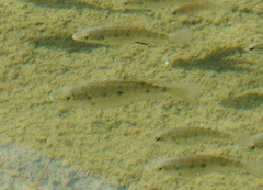 Oreochromis mossambicus