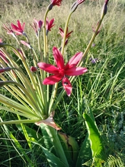 Brunsvigia undulata