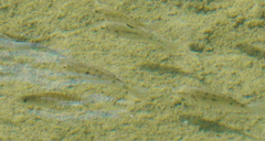 Oreochromis mossambicus