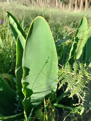 Brunsvigia undulata
