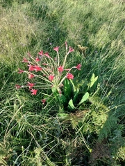 Brunsvigia undulata