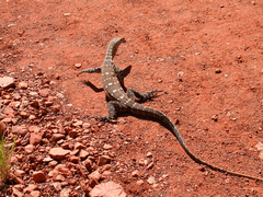 Varanus giganteus
