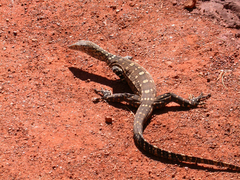 Varanus giganteus
