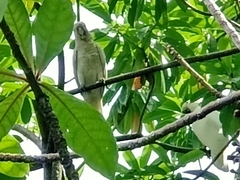 Cacatua goffiniana