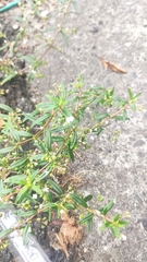 Oldenlandia corymbosa