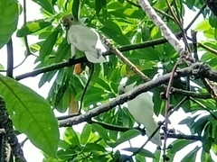 Cacatua goffiniana