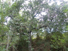 Brachychiton populneus populneus