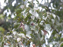 Brachychiton populneus populneus