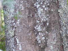 Brachychiton populneus populneus