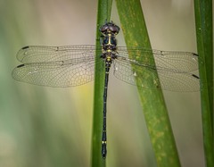 Eusynthemis aurolineata