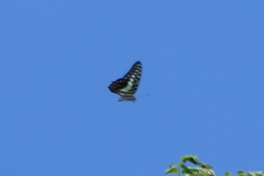 Graphium macfarlanei