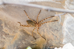 Eusparassus